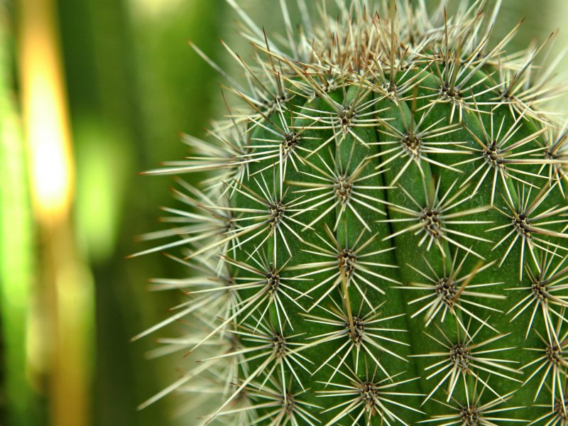 Kakteen aus nächster Nähe